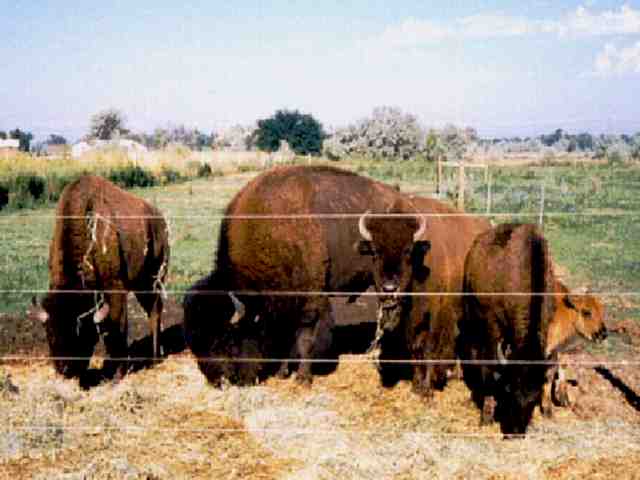 Small Buffalo herd we cared for.