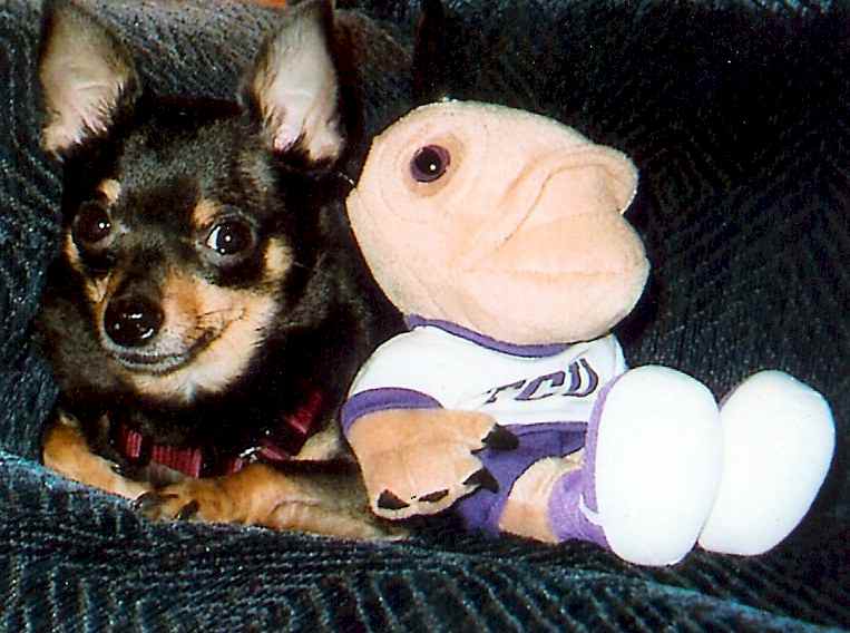 Taco with TCU Horned Frog