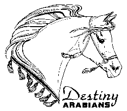 Click to go to Destiny Arabians